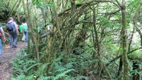1060 Ohakune - Wanderung auf dem Forest walk durch den herrlichen Wald