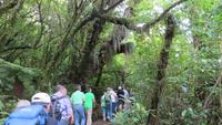 1061 Ohakune - Wanderung auf dem Forest walk durch den herrlichen Wald