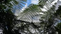 1063 Ohakune - Wanderung auf dem Forest walk durch den herrlichen Wald - Baumfarn