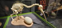 108 Kiwi Aufzuchtstation