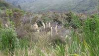 1098 Tongario- Nationalpark -