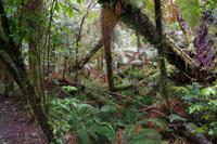 Abendessen im Cooks Saddle