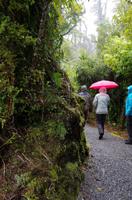 Bei Regen im Regenwald