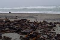 Treibgut an der Küste