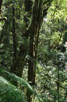 Regenwald bei The Chasm