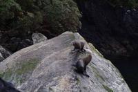 Seehunde im Milford Sound