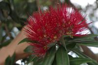 ukawa - Neuseelands Weihnachtsbaum