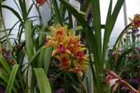 ntergartens von Auckland