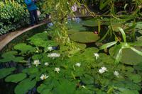 ntergartens von Auckland