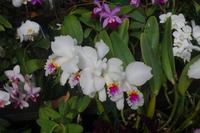 ntergartens von Auckland