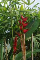 ntergartens von Auckland