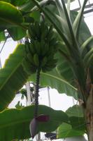 ntergartens von Auckland