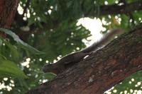 Singapur - Stadtrundfahrt - Botanischer Garten