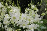 Singapur - Stadtrundfahrt - Botanischer Garten