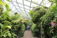 Singapur - Stadtrundfahrt - Botanischer Garten