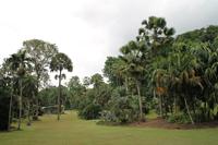 Singapur - Stadtrundfahrt - Botanischer Garten