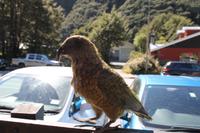 Fahrt in Richtung Westküste - Arthurs Pass - Kea Vogel