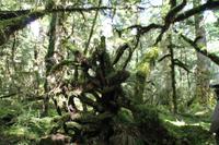 Fahrt nach Milford Sound