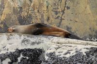  Milford Sound - Bootsfahrt