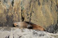  Milford Sound - Bootsfahrt