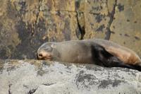  Milford Sound - Bootsfahrt