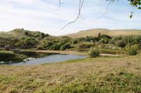 Otago Halbinsel - Pinguin Reservat