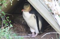 Otago Halbinsel - Pinguin Reservat