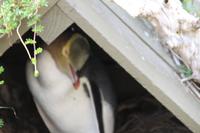 Otago Halbinsel - Pinguin Reservat