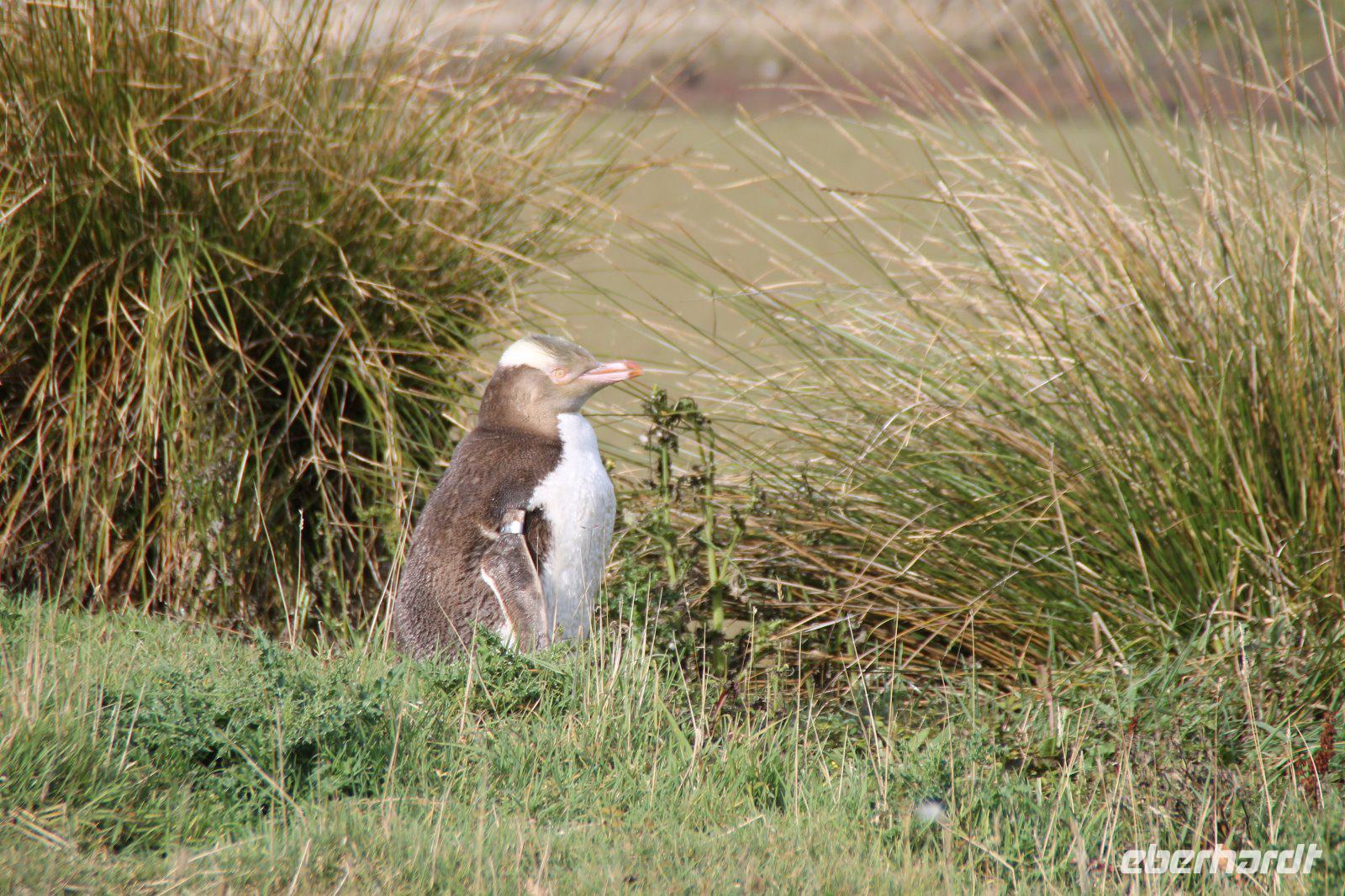 Otago Halbinsel - Pinguin Reservat