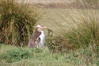Otago Halbinsel - Pinguin Reservat