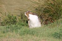 Otago Halbinsel - Pinguin Reservat
