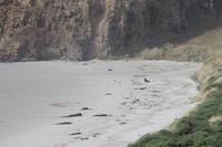 Otago Halbinsel - Pinguin Reservat