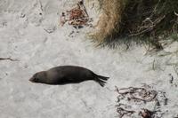 Otago Halbinsel - Pinguin Reservat