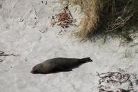 Otago Halbinsel - Pinguin Reservat