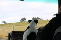 Otago Halbinsel - Pinguin Reservat