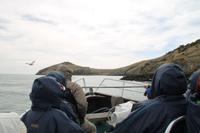 Otago Halbinsel - Pinguin Reservat