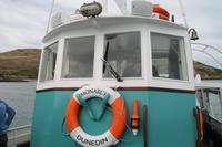 Otago Halbinsel - Kuterfahrt - Albatros & Delphinewatching