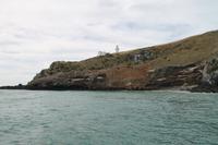 Otago Halbinsel - Kuterfahrt - Albatros & Delphinewatching