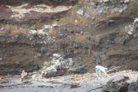 Otago Halbinsel - Kuterfahrt - Albatros & Delphinewatching