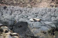 Otago Halbinsel - Kuterfahrt - Albatros & Delphinewatching