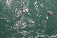 Otago Halbinsel - Kuterfahrt - Albatros & Delphinewatching