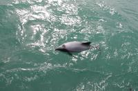 Otago Halbinsel - Kuterfahrt - Albatros & Delphinewatching