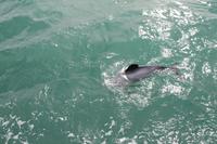 Otago Halbinsel - Kuterfahrt - Albatros & Delphinewatching