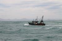 Otago Halbinsel - Kuterfahrt - Albatros & Delphinewatching