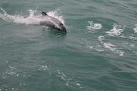 Otago Halbinsel - Kuterfahrt - Albatros & Delphinewatching