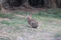 McKenzie Hochebene - Lake Tekapo