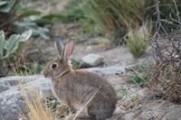 McKenzie Hochebene - Lake Tekapo