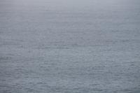 Kaikoura - Spaziergang entlang der Steilküste