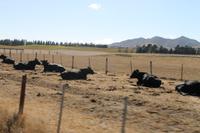 Kaikoura nach Picton mit dem TransCoastel Zug