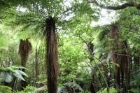 Maori-Wanderung am Lake Rotopounamu 